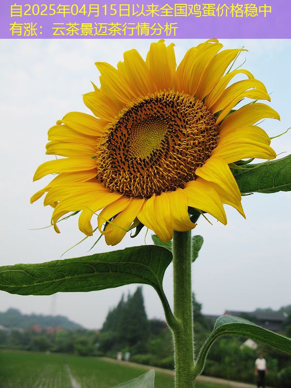 自2025年04月15日以来全国鸡蛋价格稳中有涨：云茶景迈茶行情分析