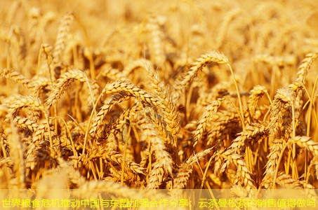 世界粮食危机推动中国与东盟加强合作分享：云茶曼松茶的销售值得做吗