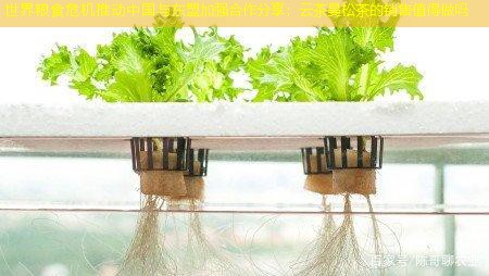 世界粮食危机推动中国与东盟加强合作分享