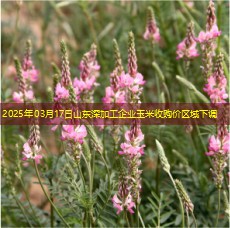 2025年03月17日山东深加工企业玉米收购价区域下调