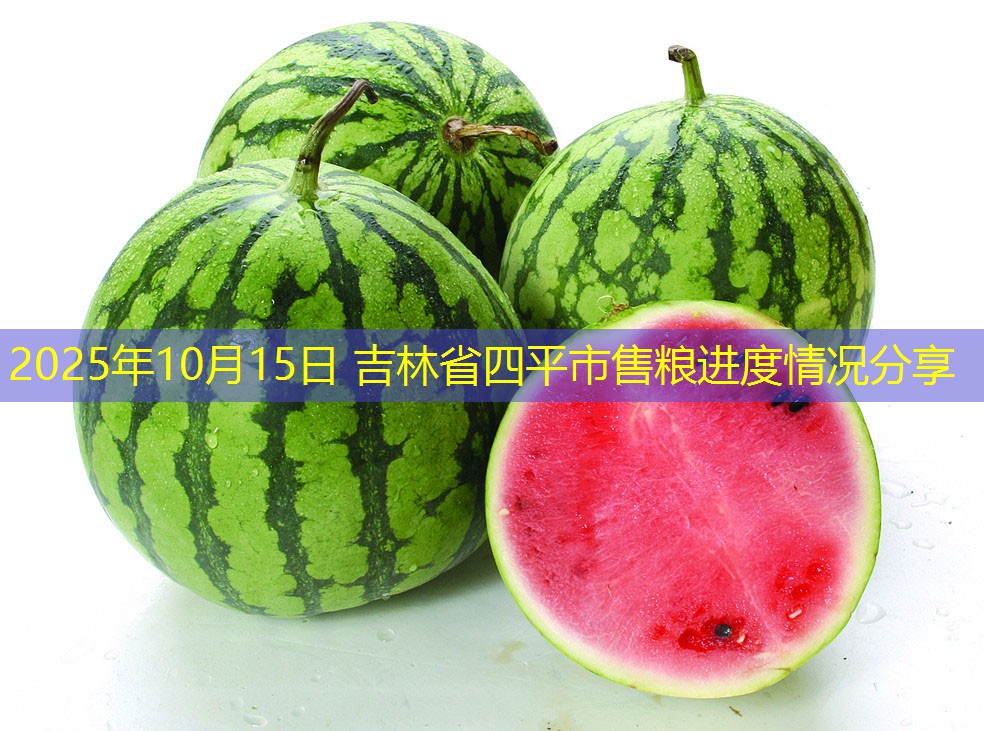2025年10月15日 吉林省四平市售粮进度情况分享