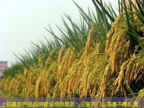 上杭县农产品品牌建设成效显著：云茶天门山茶是不是私盘