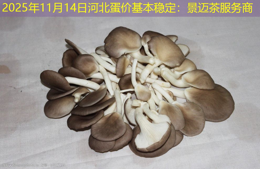 2025年11月14日河北蛋价基本稳定：景迈茶服务商