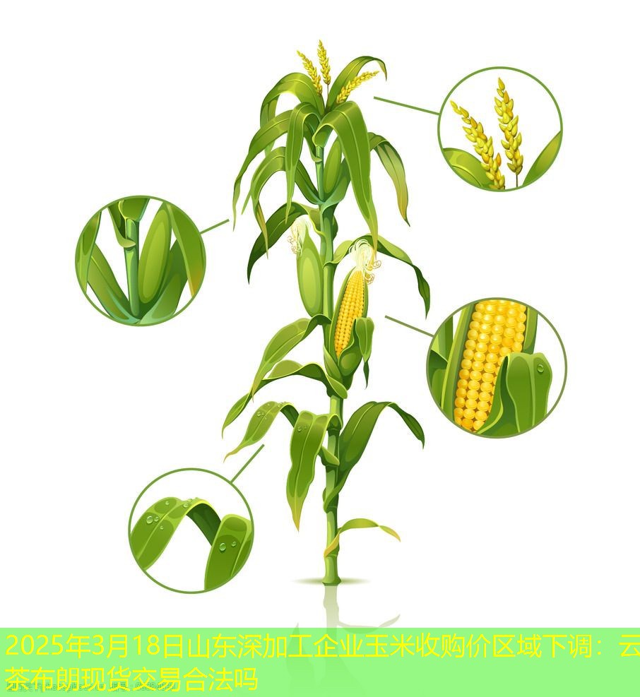2025年3月18日山东深加工企业玉米收购价区域下调：云茶布朗现货交易合法吗
