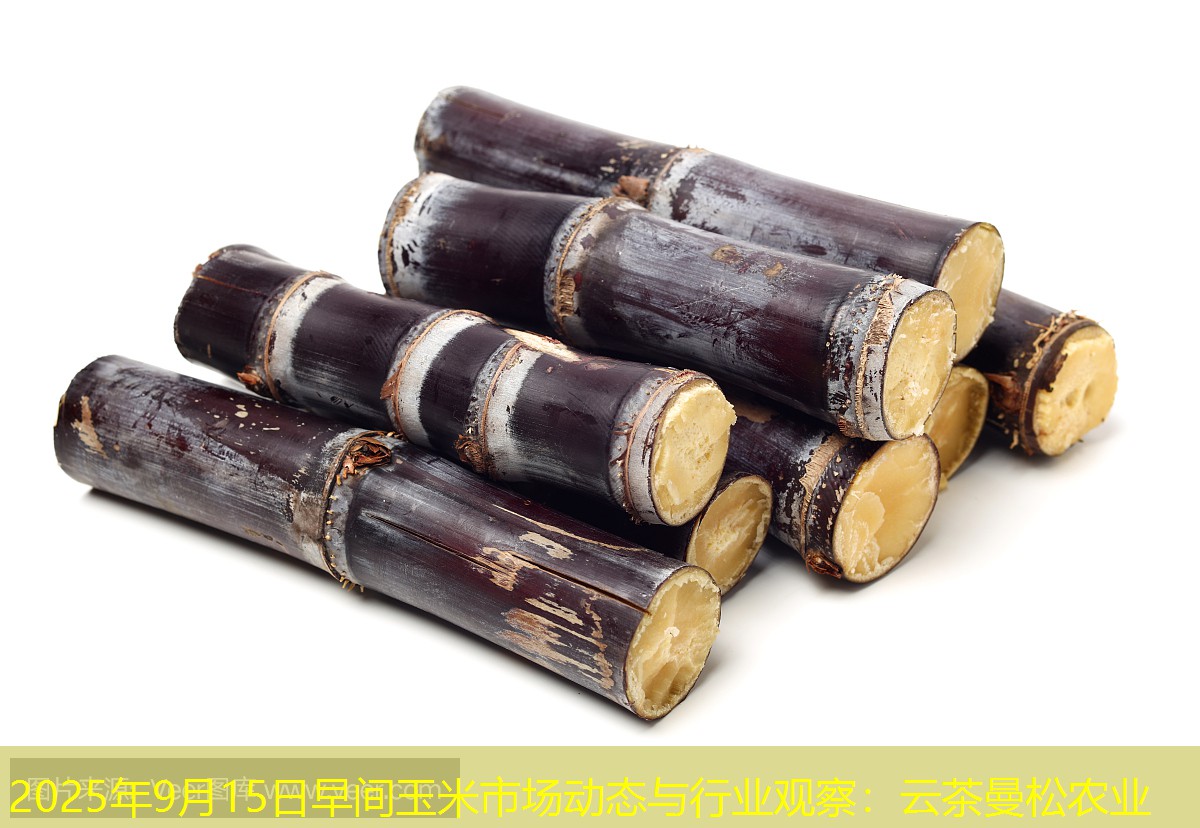 2025年9月15日早间玉米市场动态与行业观察：云茶曼松农业