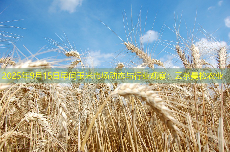 2025年9月15日早间玉米市场动态与行业观察