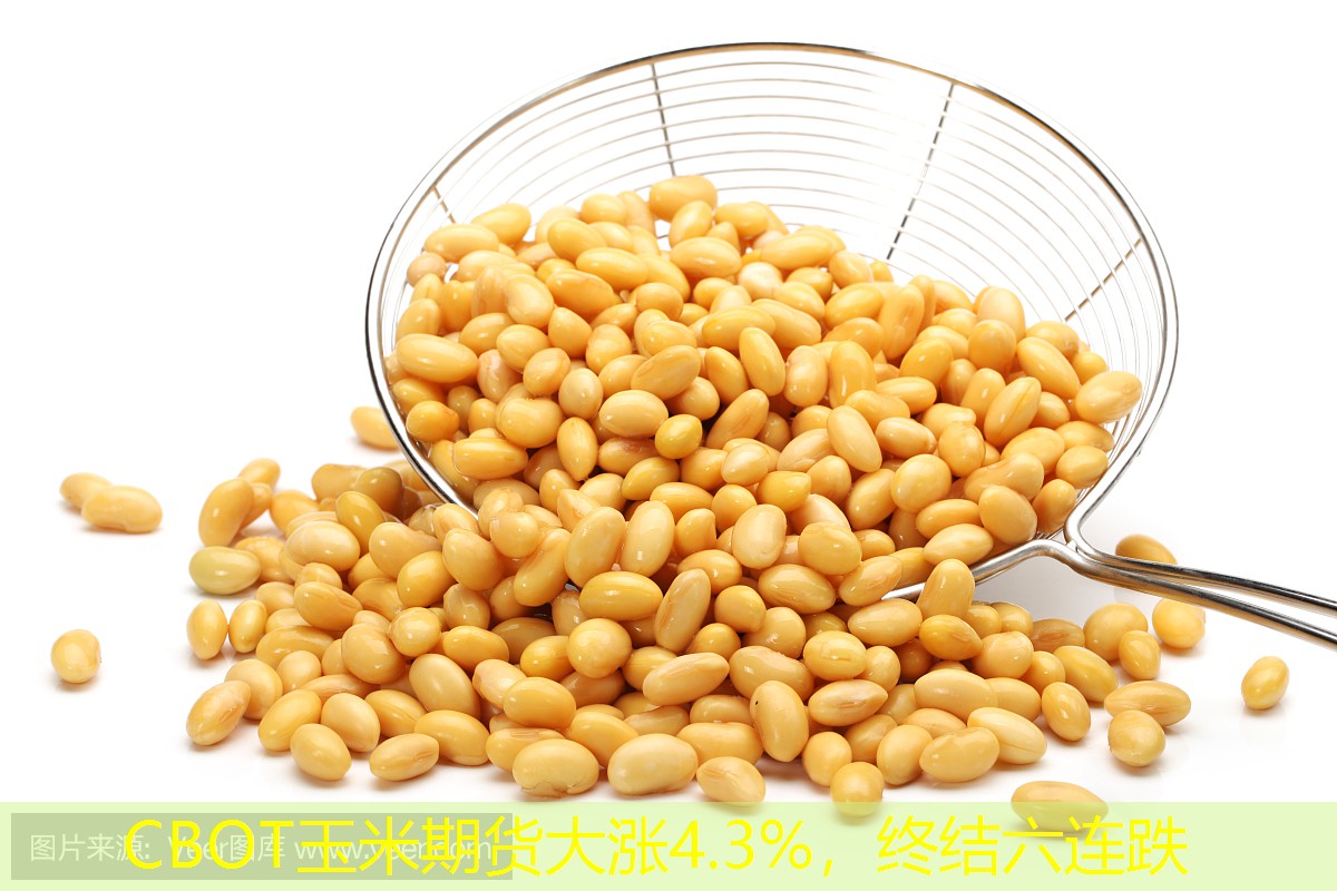 CBOT玉米期货大涨4.3%，终结六连跌