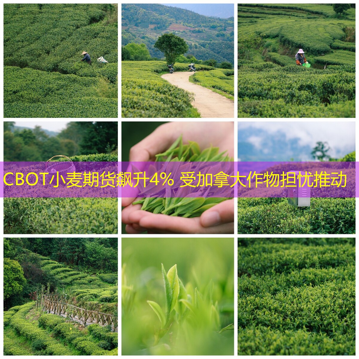 CBOT小麦期货飙升4% 受加拿大作物担忧推动