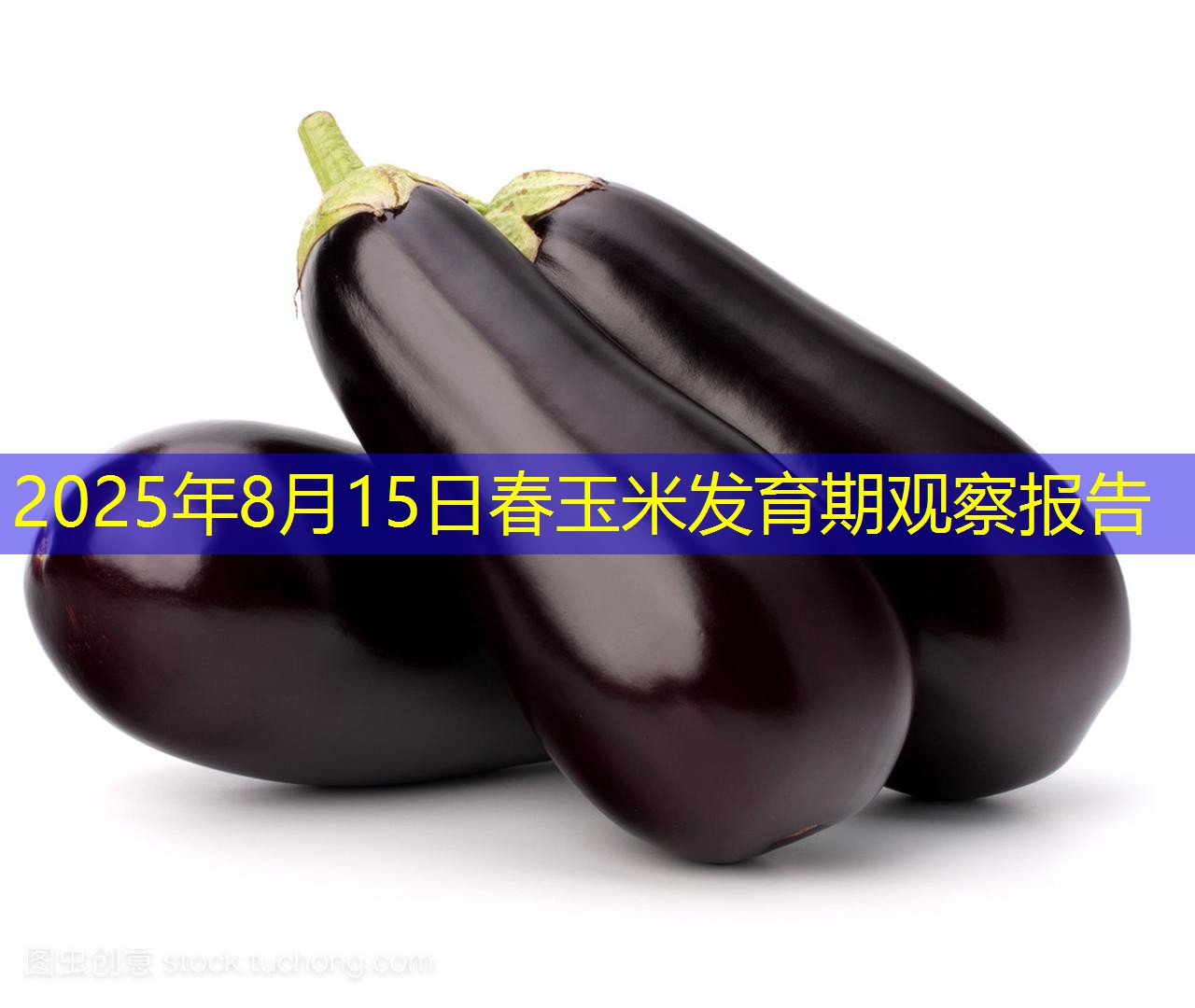 2025年8月15日春玉米发育期观察报告