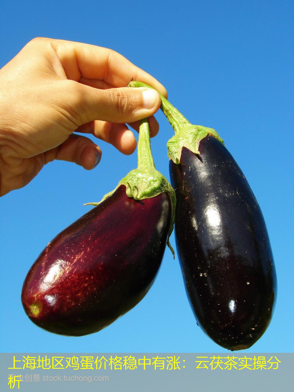 上海地区鸡蛋价格稳中有涨：云茯茶实操分析