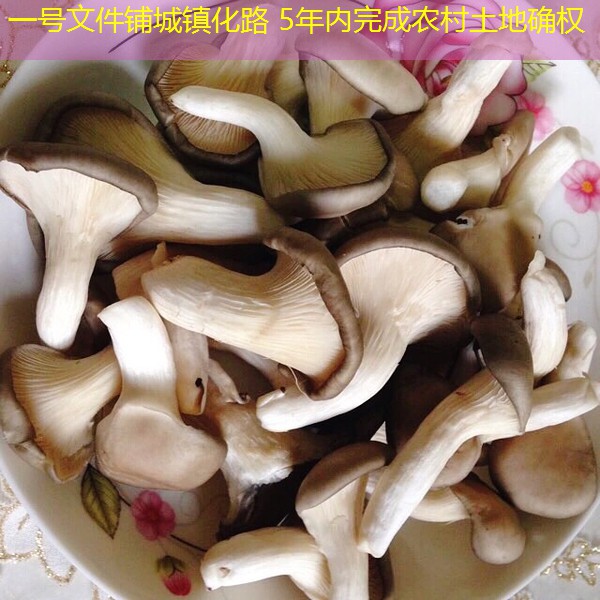 一号文件铺城镇化路 5年内完成农村土地确权