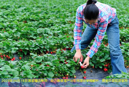 2025年04月18日国家惠农新政：助力粮食增产与农民增收举措解析：黄金叶茶现货官网