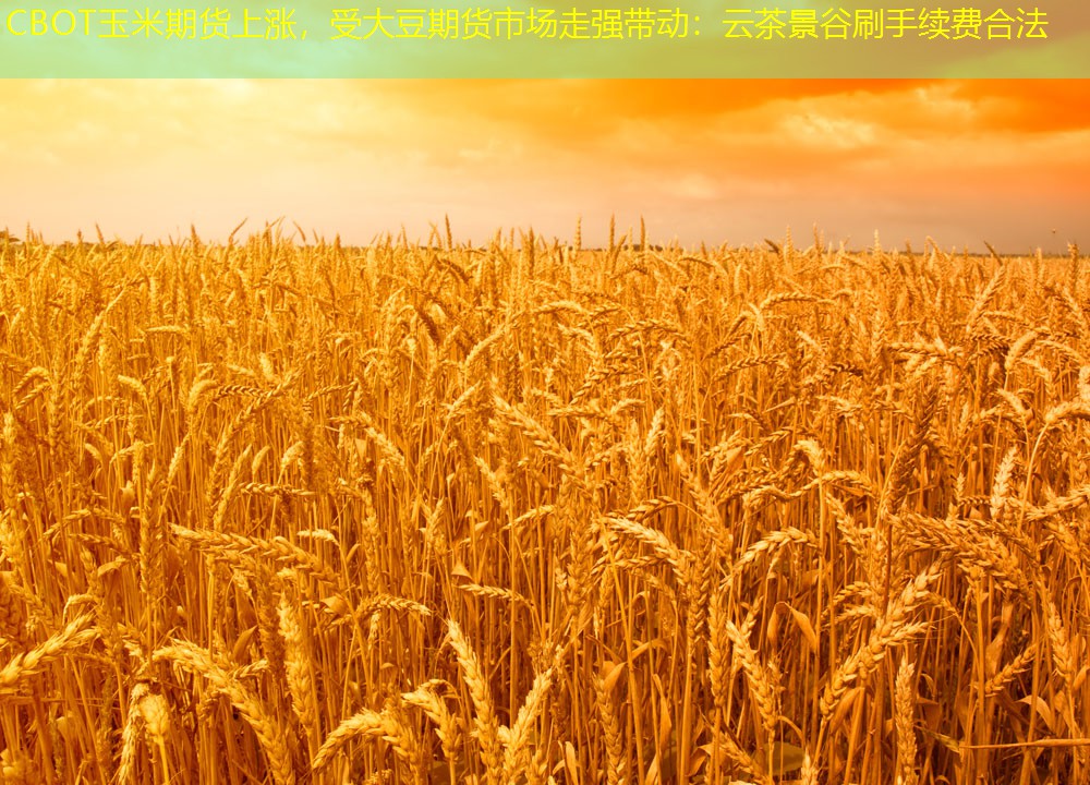 CBOT玉米期货上涨，受大豆期货市场走强带动