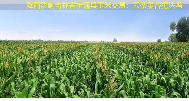 降雨影响吉林省伊通县玉米交易：云茶景谷犯法吗