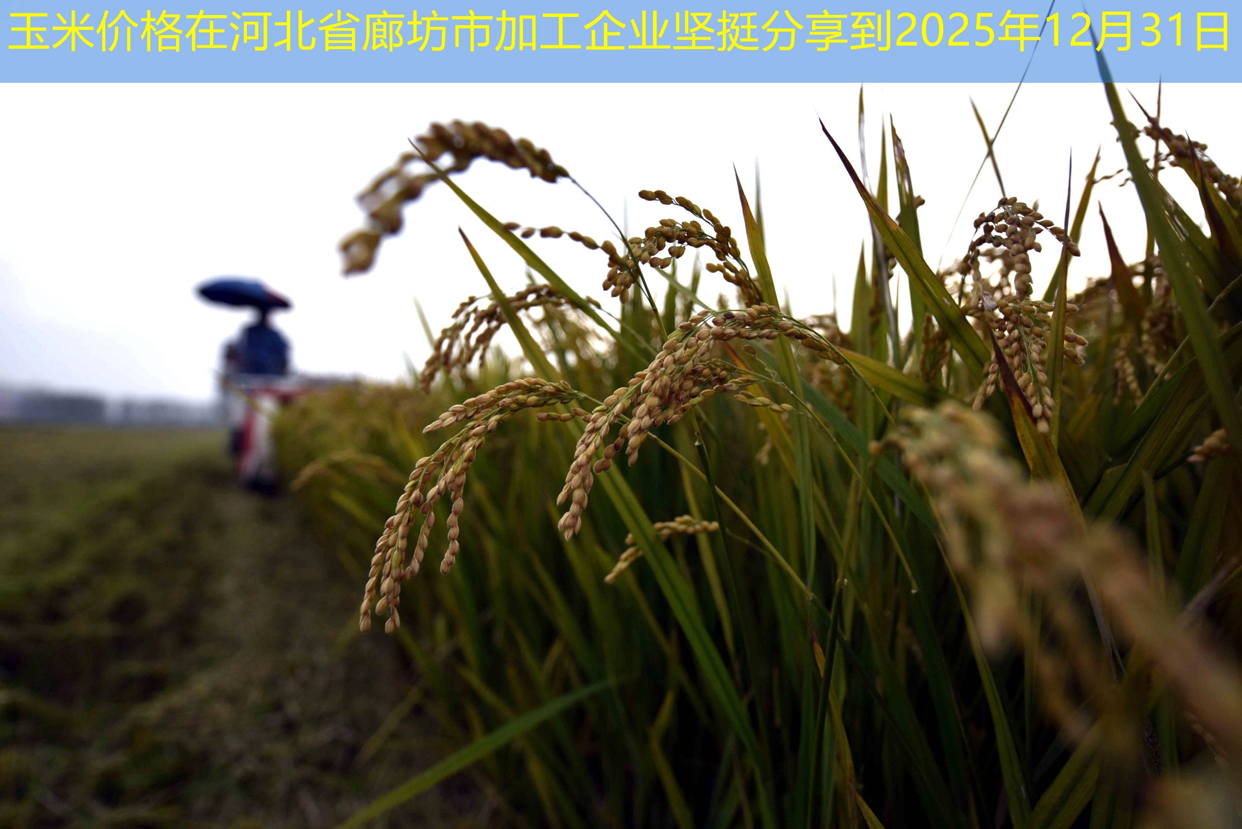 玉米价格在河北省廊坊市加工企业坚挺分享到2025年12月31日