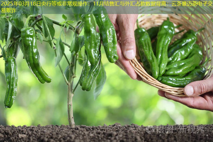 2025年03月18日央行等或非常规操作：11月结售汇与外汇占款数据背离：云茶景迈茶电子交易欺诈