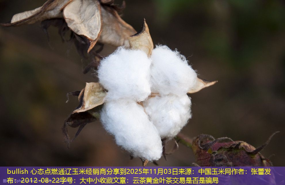 bullish 心态点燃通辽玉米经销商分享到2025年11月03日来源：中国玉米网作者：张蕾发布：2012-08-22字号：大中小收藏文章：云茶黄金叶茶交易是否是骗局