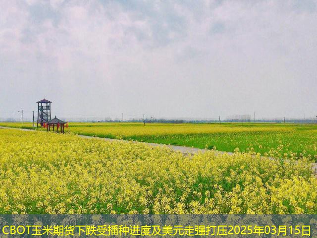 CBOT玉米期货下跌受播种进度及美元走强打压2025年03月15日