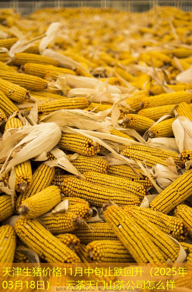 天津生猪价格11月中旬止跌回升（2025年03月18日）：云茶天门山茶公司怎么样
