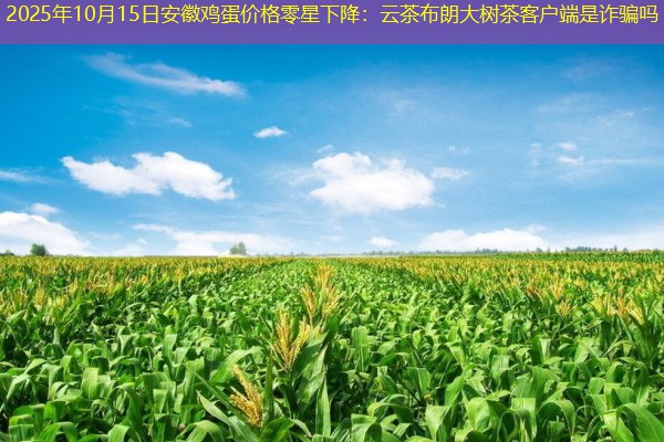 2025年10月15日安徽鸡蛋价格零星下降：云茶布朗大树茶客户端是诈骗吗