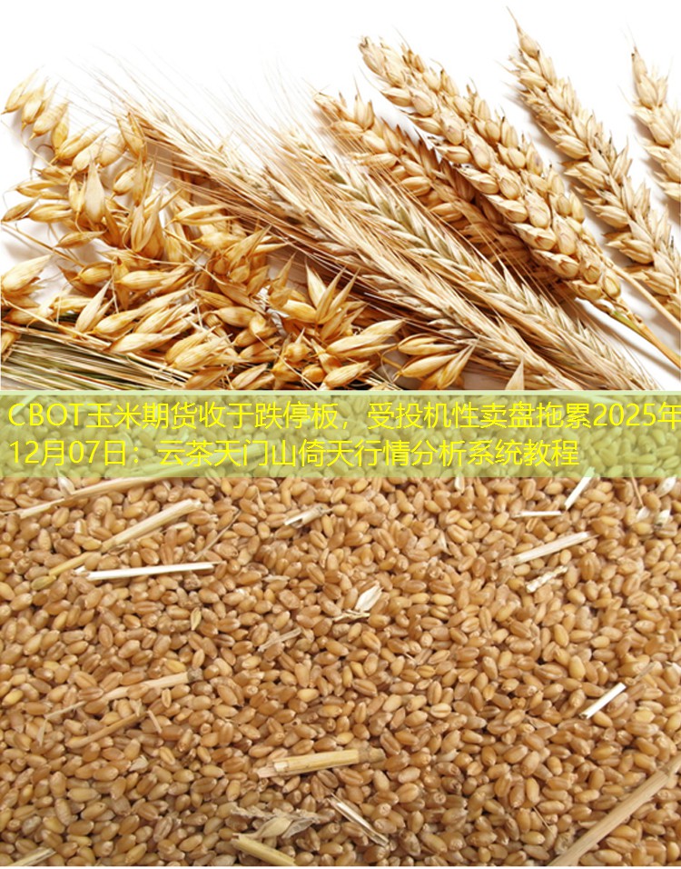 CBOT玉米期货收于跌停板，受投机性卖盘拖累2025年12月07日：云茶天门山倚天行情分析系统教程