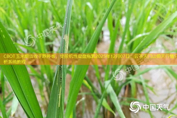 CBOT玉米期货收于跌停板，受投机性卖盘拖累2025年12月07日