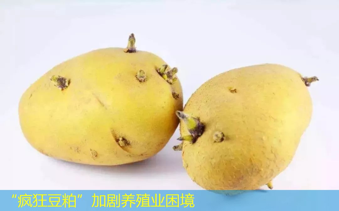 “疯狂豆粕”加剧养殖业困境