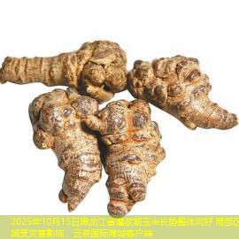 2025年10月15日黑龙江省灌浆期玉米长势整体向好 局部区域受灾害影响：云茶国际商城客户端