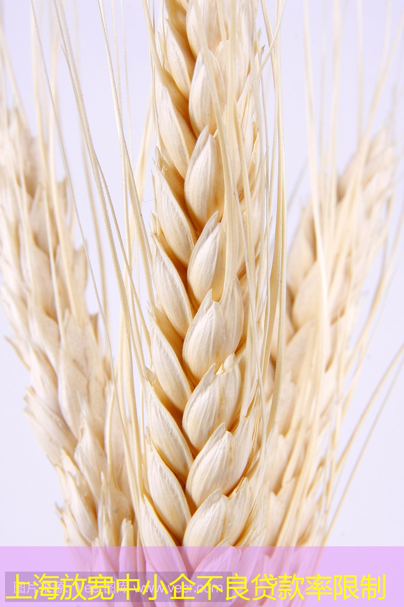 上海放宽中小企不良贷款率限制