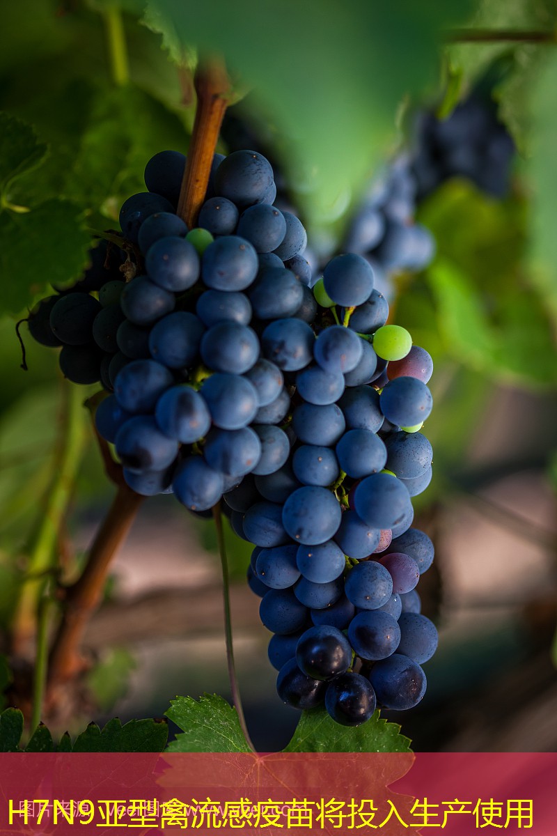 H7N9亚型禽流感疫苗将投入生产使用