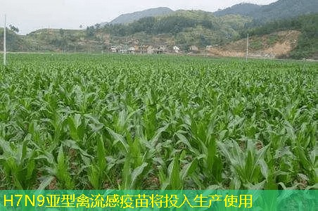 H7N9亚型禽流感疫苗将投入生产使用