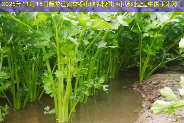 2025年11月15日黑龙江省富锦市地趴粮供应市场刘莹莹中国玉米网