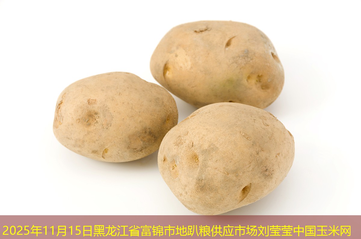 2025年11月15日黑龙江省富锦市地趴粮供应市场刘莹莹中国玉米网