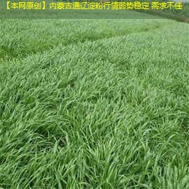 【本网原创】内蒙古通辽淀粉行情弱势稳定 需求不佳