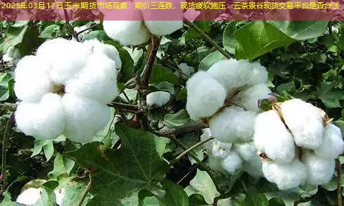 2025年03月17日玉米期货市场观察：期价三连跌，现货疲软施压