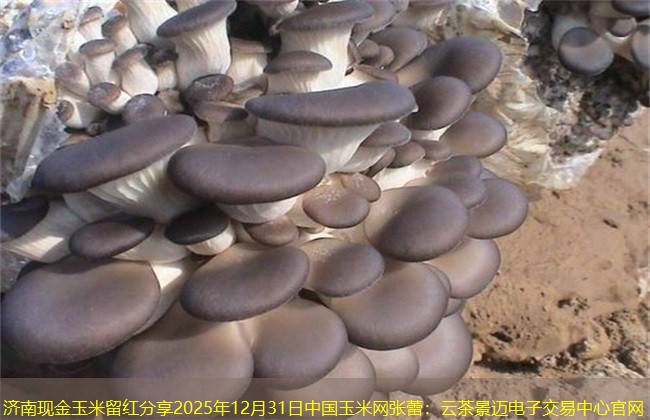 济南现金玉米留红分享2025年12月31日中国玉米网张蕾：云茶景迈电子交易中心官网