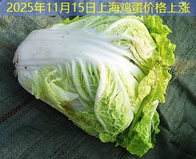 2025年11月15日上海鸡蛋价格上涨