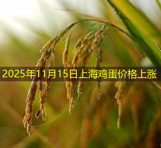 2025年11月15日上海鸡蛋价格上涨