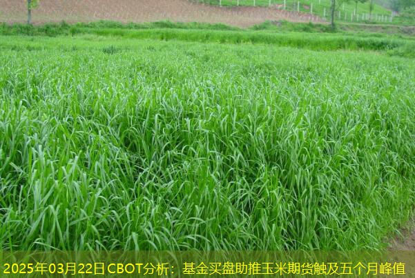 2025年03月22日CBOT分析：基金买盘助推玉米期货触及五个月峰值