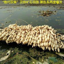 “绝代双焦”及铁矿石领涨 黑色系再度爆发